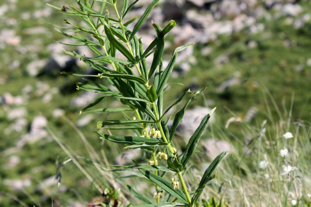 Polygonatum verticillatum / Sigillo di Salomone verticillato
